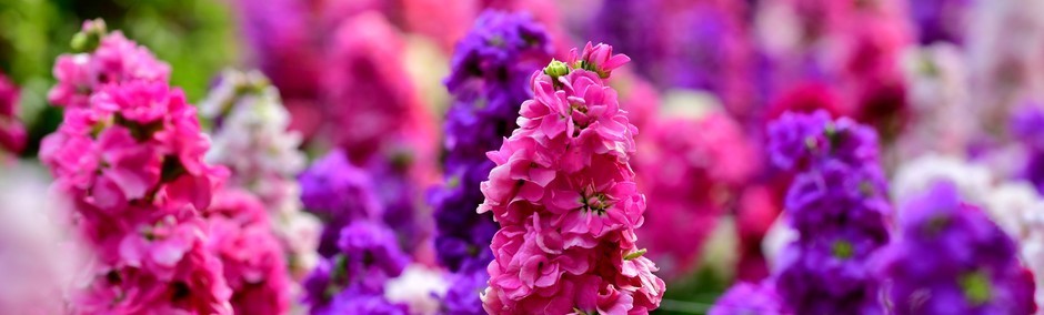 image of several different colored flowers